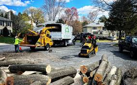 Professional Tree Care in Belvedere, SC